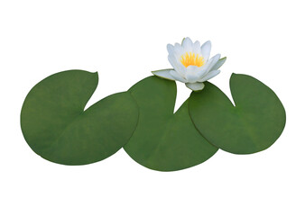 Lotus or Water lily or Nymphaea flower. Close up white lotus flower on lotus leaves isolated on transparent background.