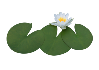 Lotus or Water lily or Nymphaea flower. Close up white lotus flower on lotus leaves isolated on transparent background.