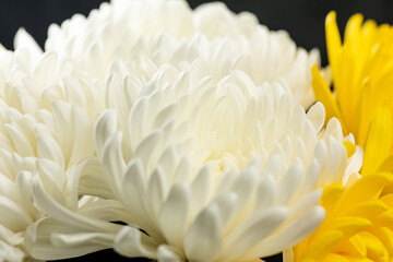 Beautiful blooming chrysanthemum