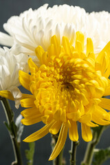 Beautiful blooming chrysanthemum