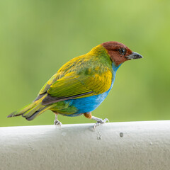 Tangara gyrola