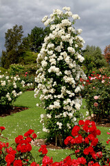 Rose pillar of climbing 'Iceberg'.