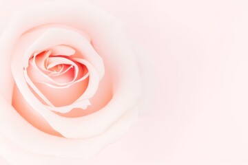 beautiful pink rose on dreamy background, light pink minimal backdrop