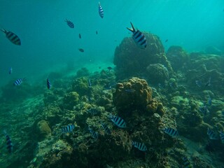 Idyllic shot of a coral reef surrounded by a school of fish in in Coron, Palawan in the Philippines.