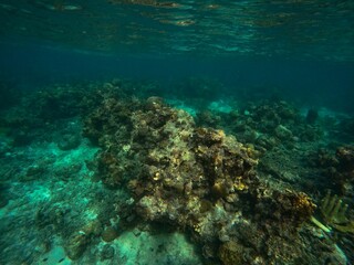 Naklejka na ściany i meble Idyllic shot of a coral reef in Coron, Palawan in the Philippines.