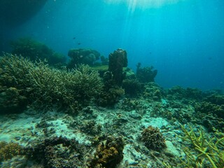 Fototapeta na wymiar Idyllic shot of a coral reef in Coron, Palawan in the Philippines.