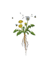 Hand drawn Botanical illustration 