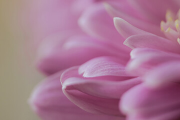 Purple flower petals close up