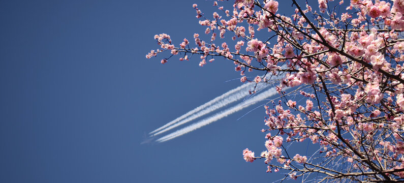 Plum blossom and the contrail / 満開の紅梅の花と飛行機雲