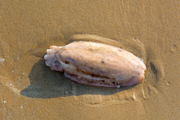 Fototapeta na wymiar Died squid on the beach