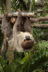 Least Concern species, Linné's Two-toed Sloth or Choloepus didactylus © ZPOT