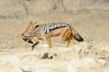 SEQUENCE OF BLACKBACKED JACKAL (Canis mesomelas) hunting sandgrouse at a desert waterhole, kalahari south africa 