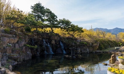 Fototapeta na wymiar 산수유꽃이 노랗게 핀 산수유마을의 연못과 인공폭포