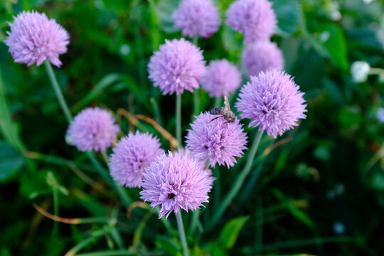 Blossoming herbal chives with pink flowers in a garden for publication, design, poster, calendar, post, screensaver, wallpaper, postcard, banner, cover, website. High quality photo
