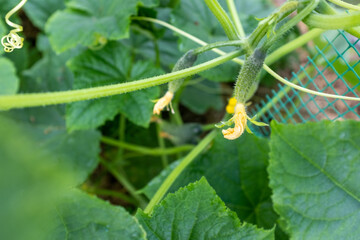 Ripening cucumbers in greenhouse. Organic food. Cucumber plants with green gherkins and yellow flowers for publication, poster, screensaver, wallpaper, banner, cover, post. High quality photo