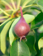 Small pear on a tree branch in nature. Close-up