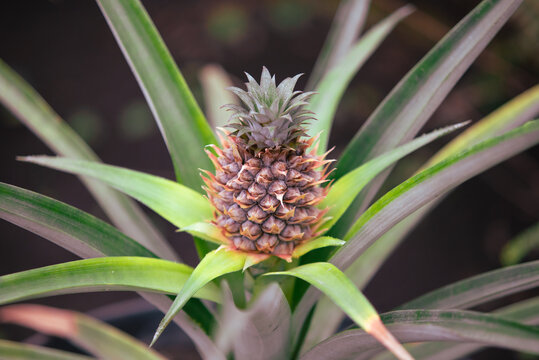 Pineapple fruit on a plant in a vegetable garden.