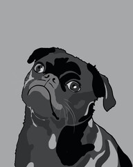 Black French bulldog on a gray background