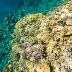 Naklejka na ściany i meble Coral reef under sea water.