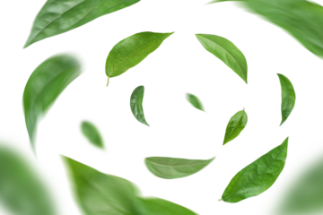 Green leaves flying in the air isolated on background.