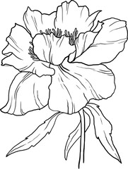 Lineart peony flower, botanical illustration, floral clipart