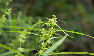 Close up of cannabis plant with green leaves and flowers in the garden