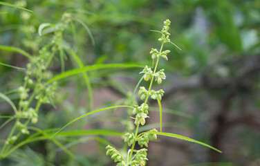 Fototapeta premium Close up of cannabis plant with green leaves and flowers in the garden