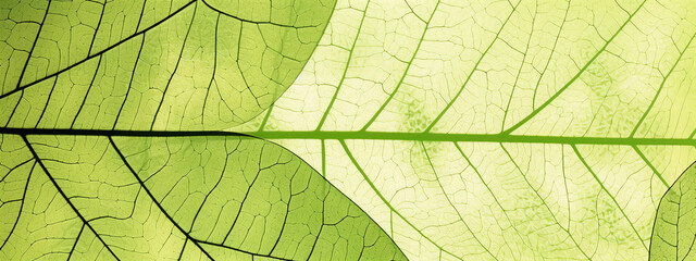 Fototapeta na wymiar close up of green leaf texture - abstract graphic background with copy space, generative ai, digital illustration.