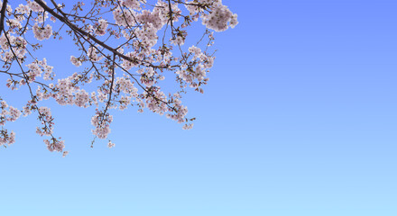 桜, 空, 雲, 新年度, 満開, 入学, 入社, 卒業, 入園, 青空, 背景, 春, 青春,...