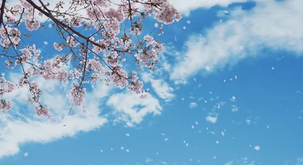 Foto op Plexiglas 春の空を望み見上げる満開の桜と空雲の背景　新年度・入学・入社・入園・卒業のイメージ 花びら舞う桜吹雪 © tenpadasi
