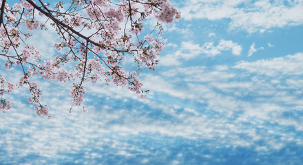 Obraz premium 春の空を望み見上げる満開の桜と空雲の背景 新年度・入学・入社・入園・卒業のイメージ