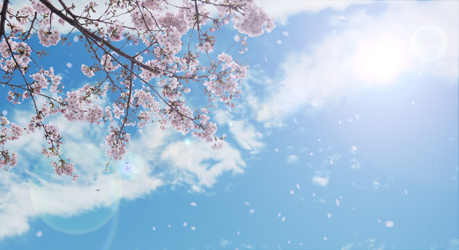 春の空を望み見上げる満開の桜と空雲の背景　新年度・入学・入社・入園・卒業のイメージ 花びら舞う桜吹雪　太陽レンズフレア
