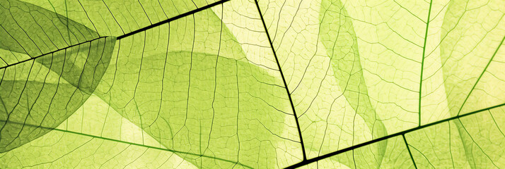 Naklejka na ściany i meble close up of green leaf texture - abstract graphic background with copy space, generative ai, digital illustration.