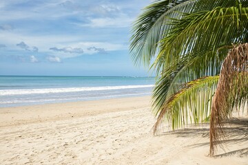 Fototapeta na wymiar Dreamlike idyllic beach of El Nideo, Palawan in the Philippines, with a palm tree in the foreground.