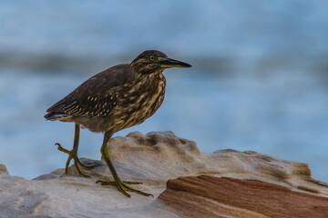 Juvenile Striated Heron hunting by the bay on a rainy day