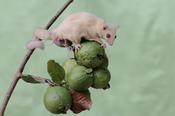 A mother sugar glider was looking for food in the guava fruit collection while holding two babies...