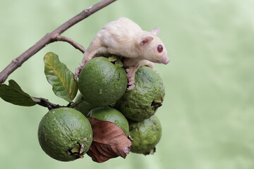 A mother sugar glider was looking for food in the guava fruit collection while holding two babies...