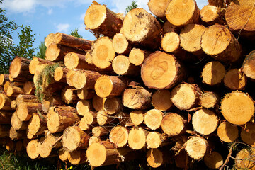 a freshly felled wooden pile in the forest