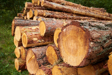 a freshly felled wooden pile in the forest