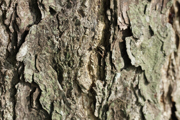 tree bark exposed to morning sun close up. Close up tree bark texture as a wooden background