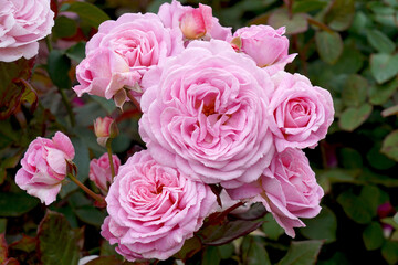 A cluster of beautiful pink rose blooms. Rosa 'Summer Romance'  (Kortekcho).  A floribunda rose bred by Kordes Roses.