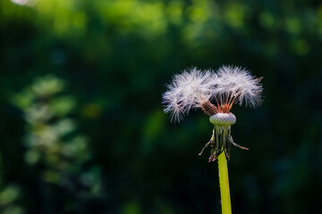 White fluffy dandelion on a green lawn, sunny warm day, summer, fluffs, seeds, serenity, wallpaper, screen saver, nature in summer, meadow, bright, picturesque, sunlight, summer mood, close-up
