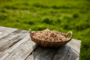 a basket of mushrooms picked in the countryside