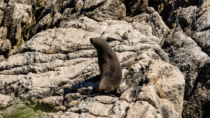 Seal on the rocks