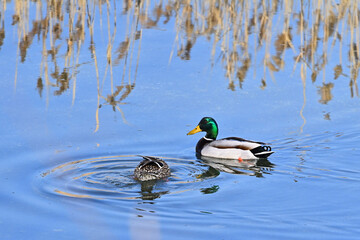 カモのカップル