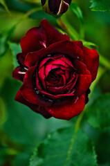 日本の鎌倉の薔薇風景