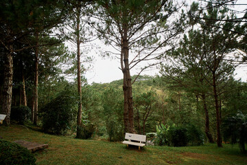 bench in the forest in da lat, vietnam