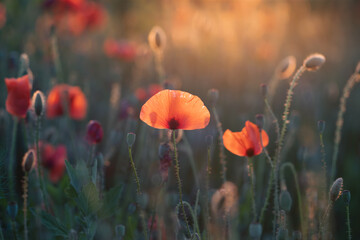 Summer sunset over beautiful poppy meadow.