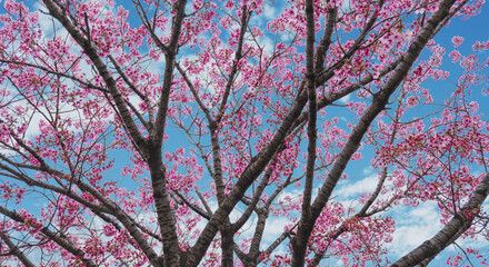 春の空を望み見上げる満開の桜と空雲の背景　新年度・入学・入社・入園・卒業のイメージ