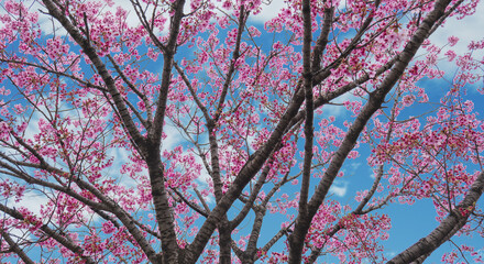 春の空を望み見上げる満開の桜と空雲の背景　新年度・入学・入社・入園・卒業のイメージ